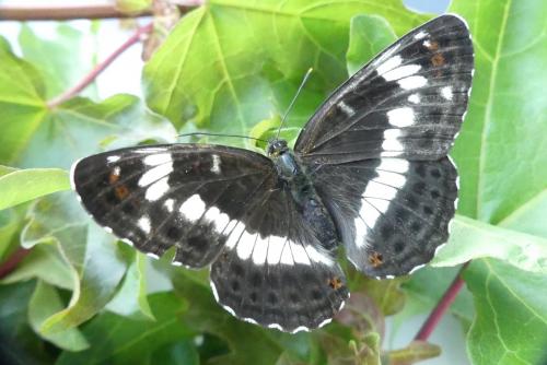 Réf. 258 845 : Limenitis camilla